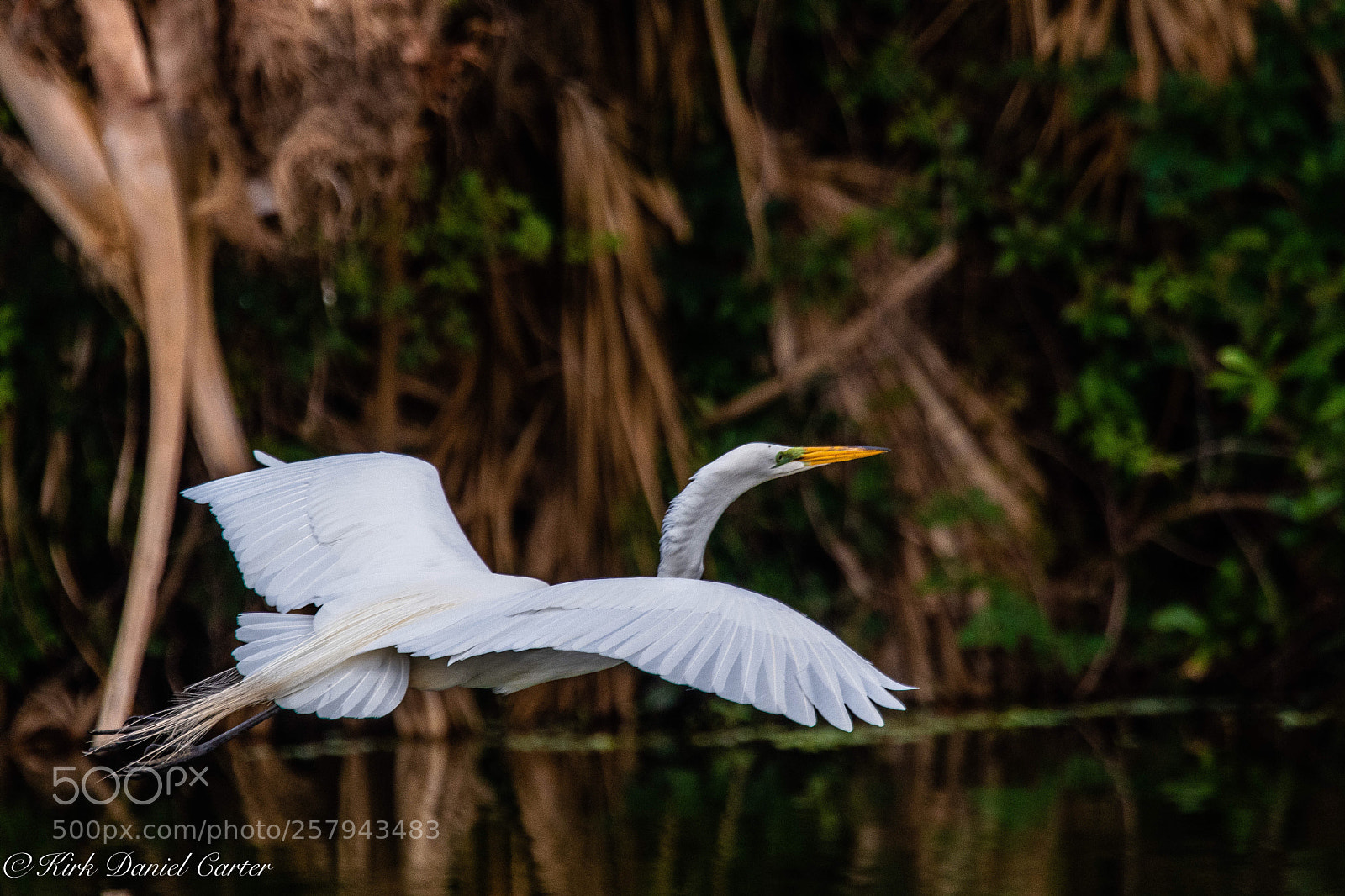 Nikon D500 sample photo. Great white egret photography