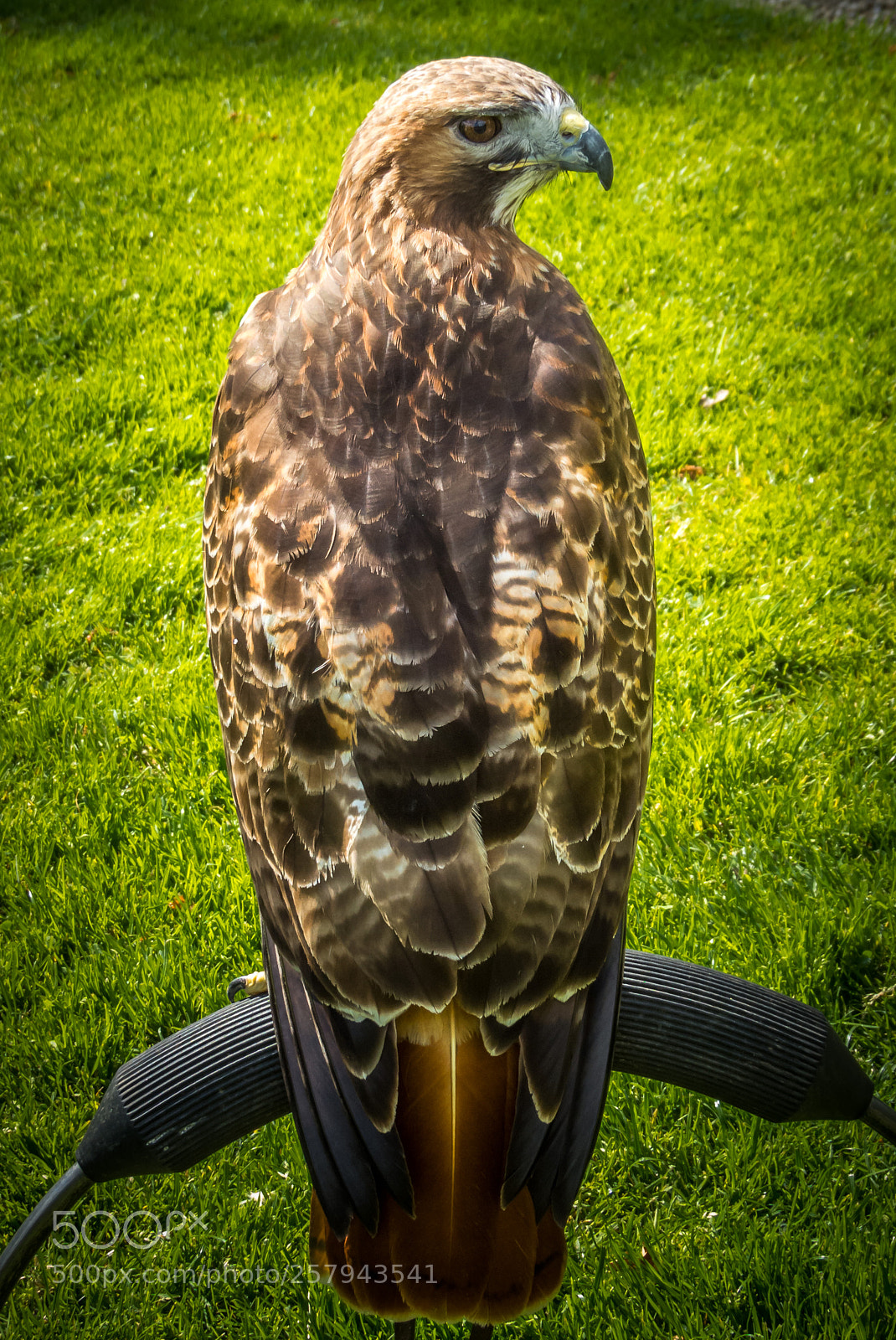 Canon PowerShot SX50 HS sample photo. Thirsk birds of prey photography