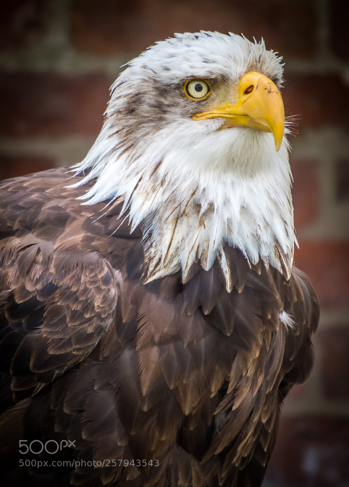 Canon PowerShot SX50 HS sample photo. Thirsk birds of prey photography