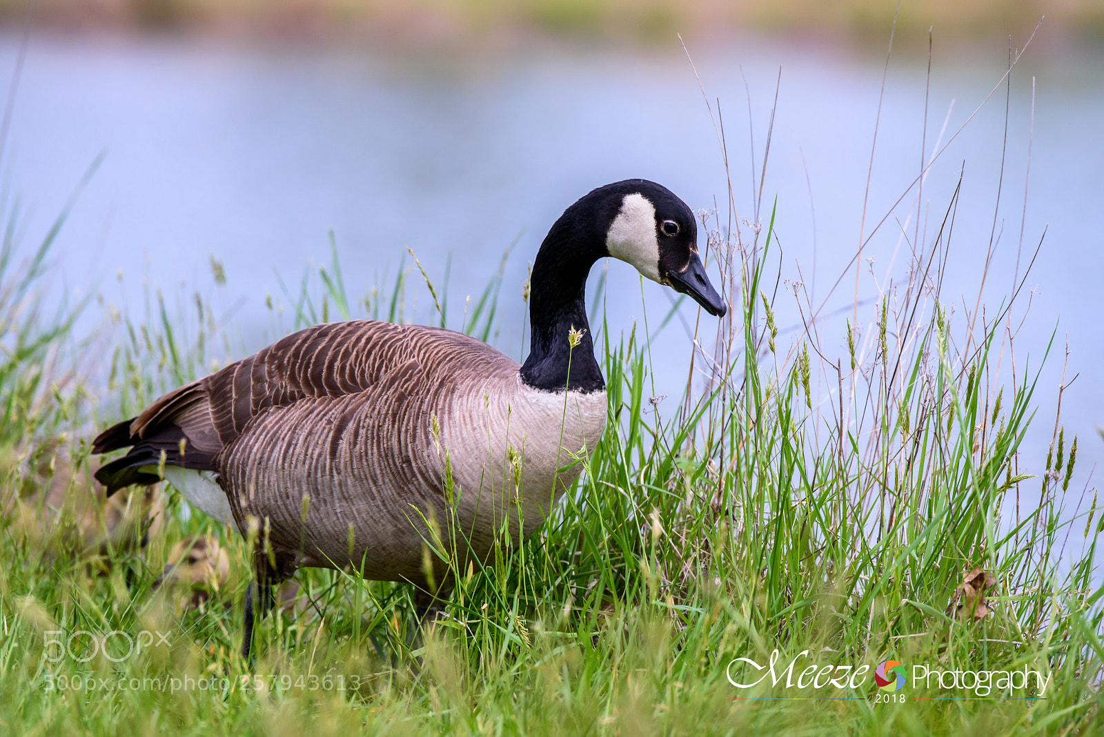 Nikon D750 sample photo. Searching for brunch photography