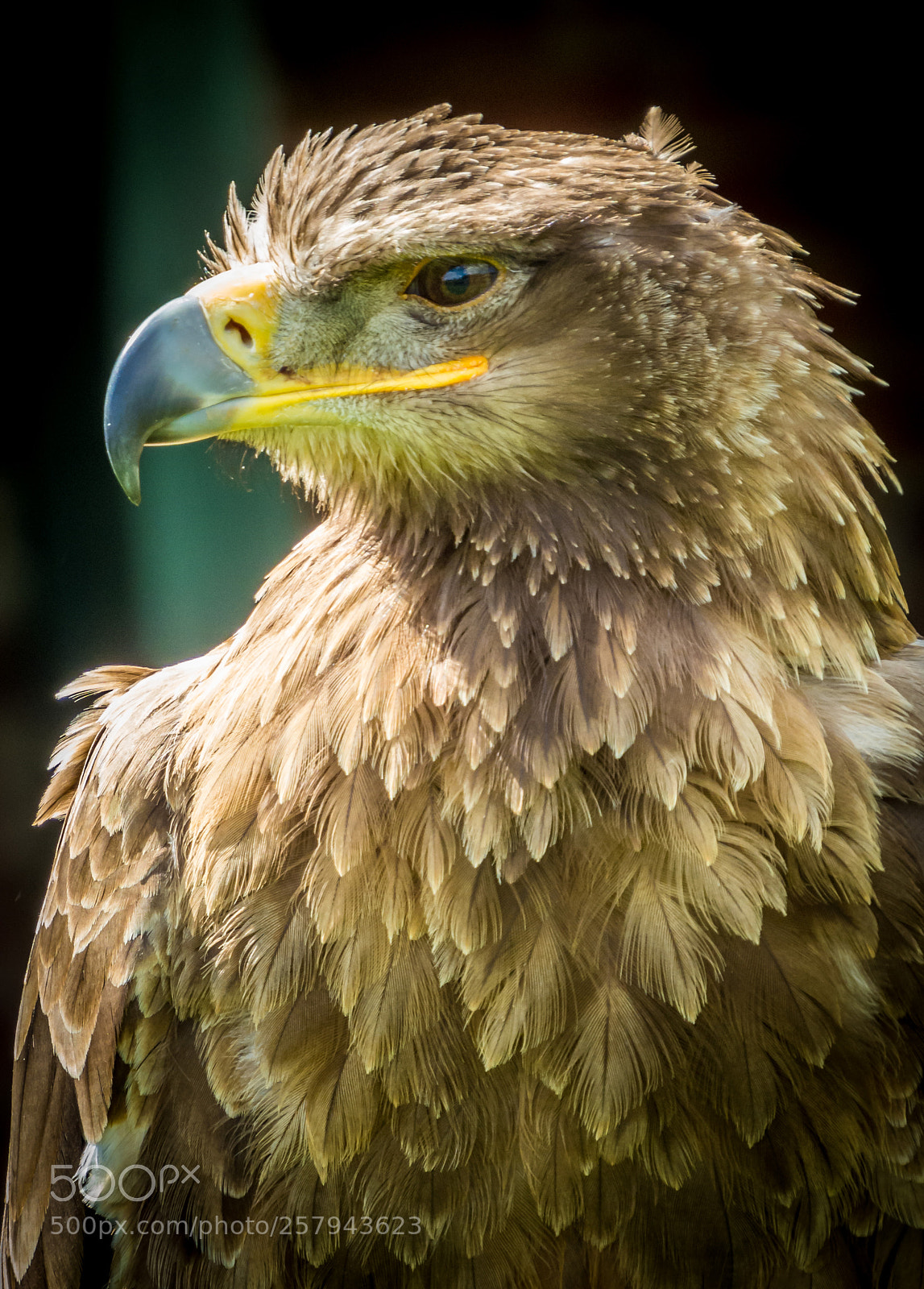 Canon PowerShot SX50 HS sample photo. Thirsk birds of prey photography