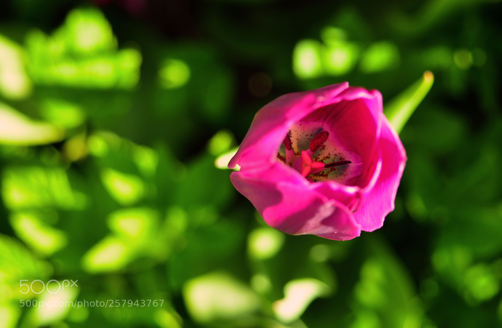 Nikon D7000 sample photo. Purple photography