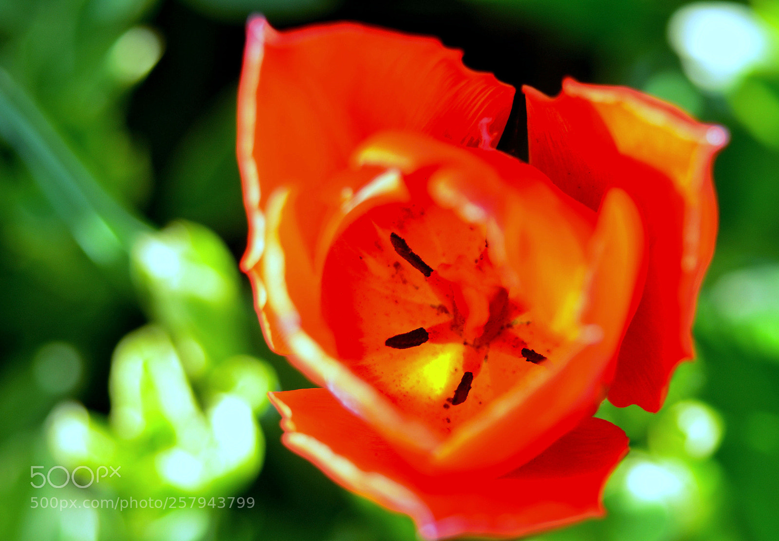Nikon D7000 sample photo. Tiger photography