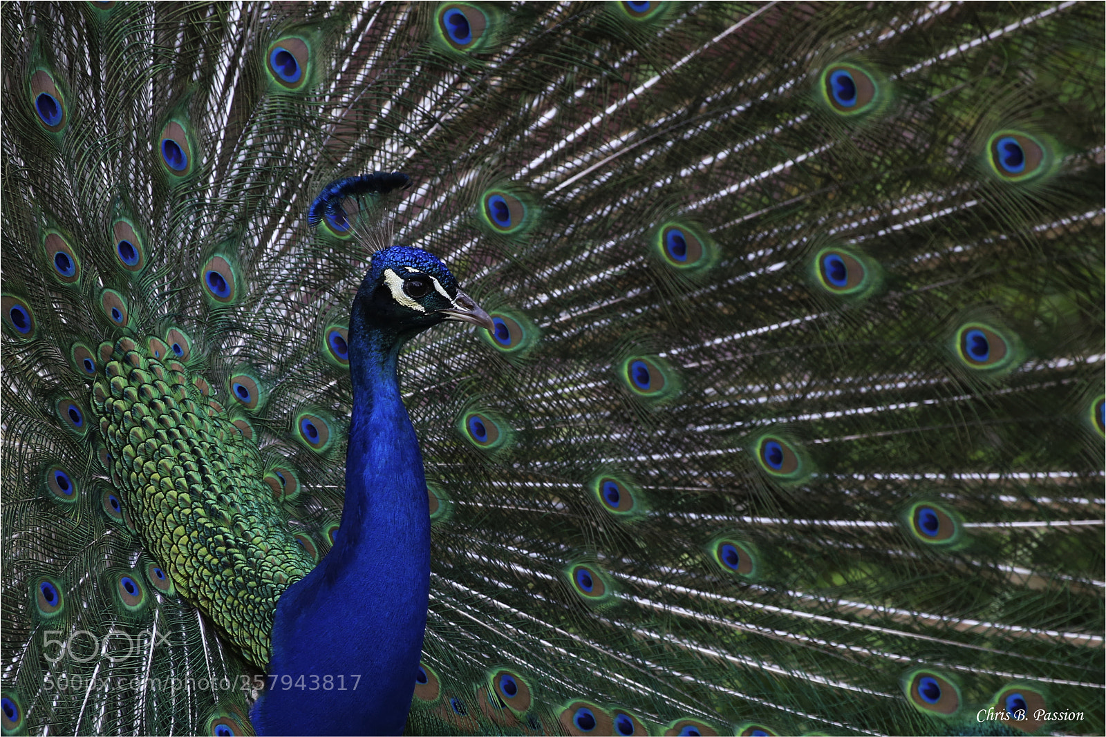 Canon EOS 6D sample photo. Pan photography
