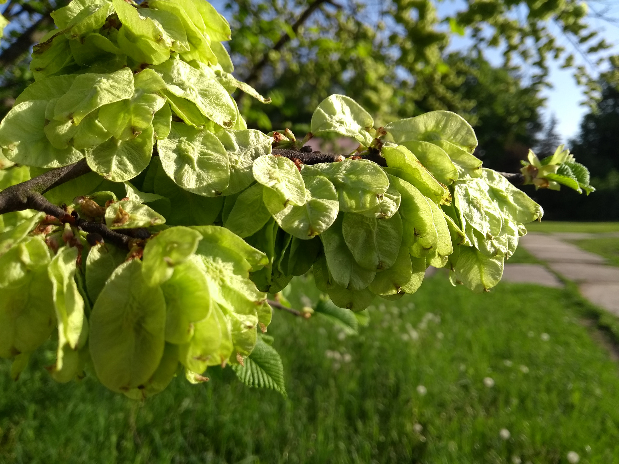 Motorola Moto G (5th Gen) sample photo. Kováčová 5-18-4 photography