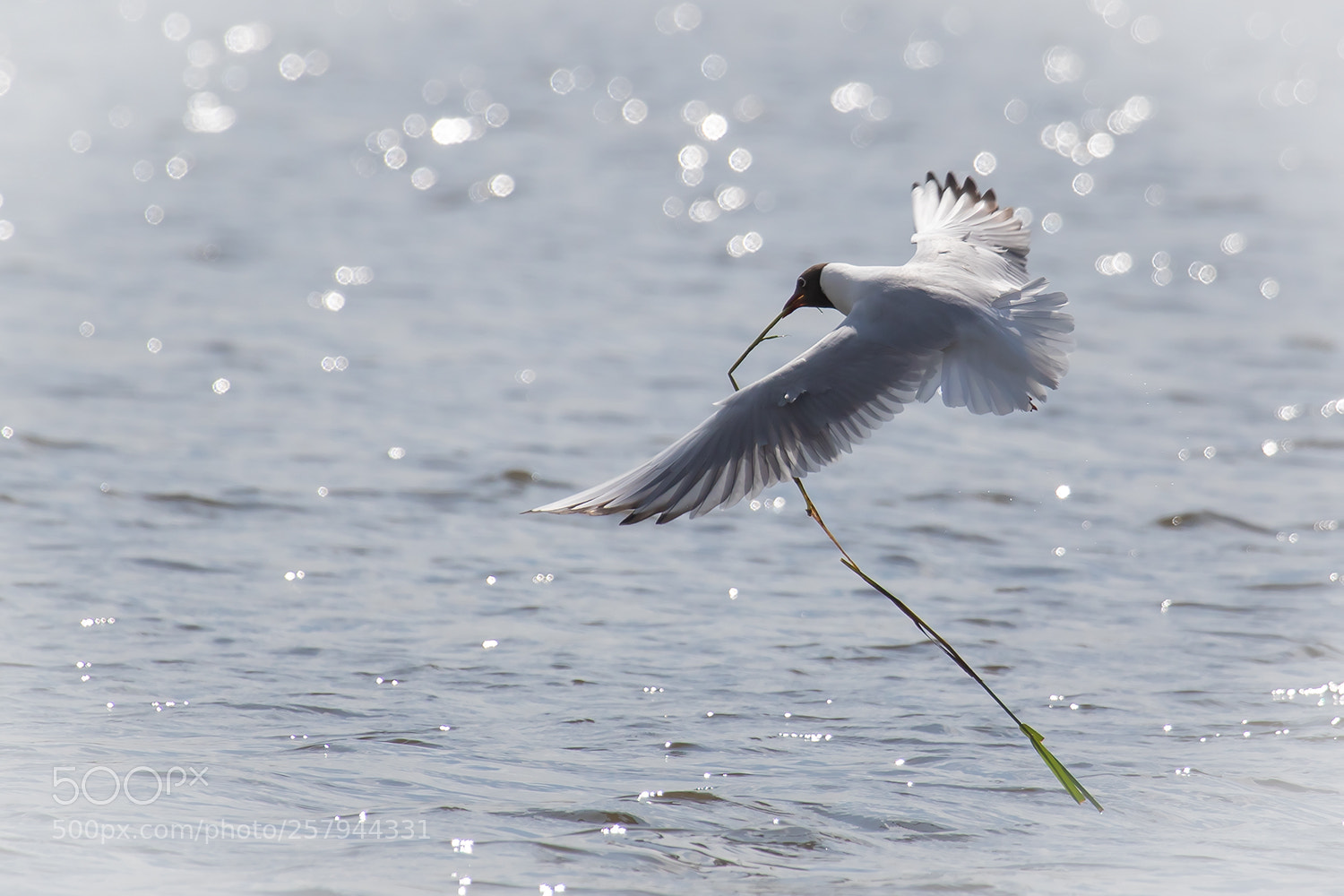 Canon EOS 7D Mark II sample photo. Gull photography