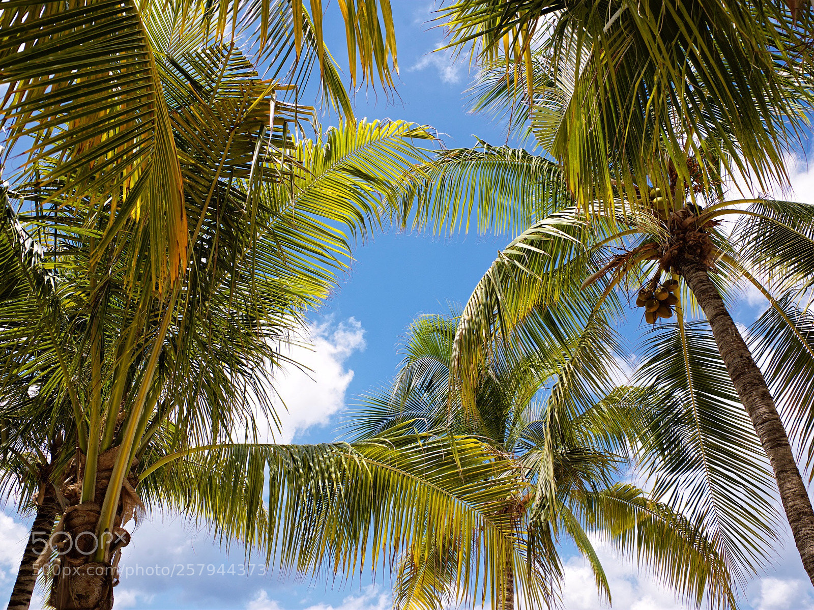 Nikon D800 sample photo. Caribbean palm tree tops photography