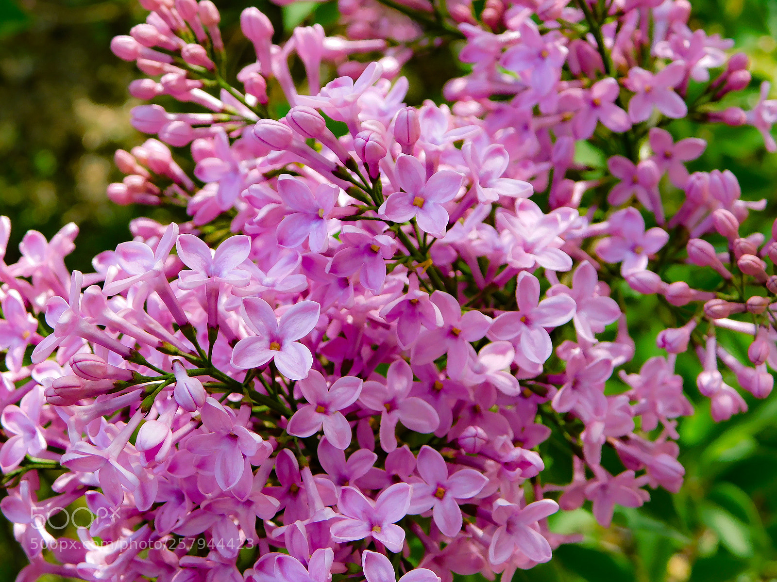 Nikon Coolpix B500 sample photo. Lilacs photography