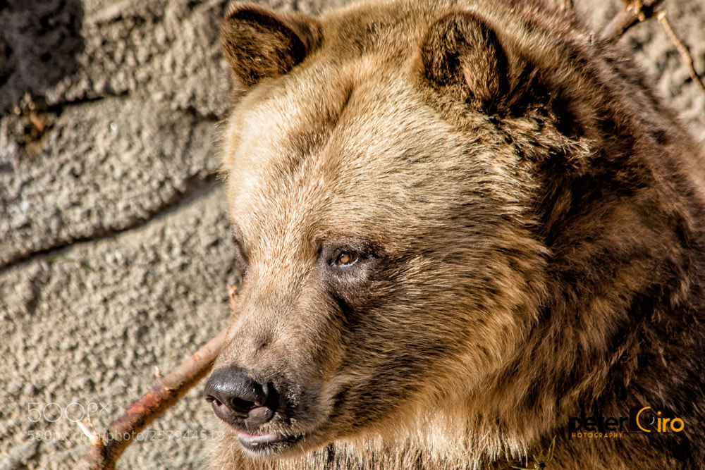 Canon EOS 7D Mark II sample photo. Brown bear playing with photography