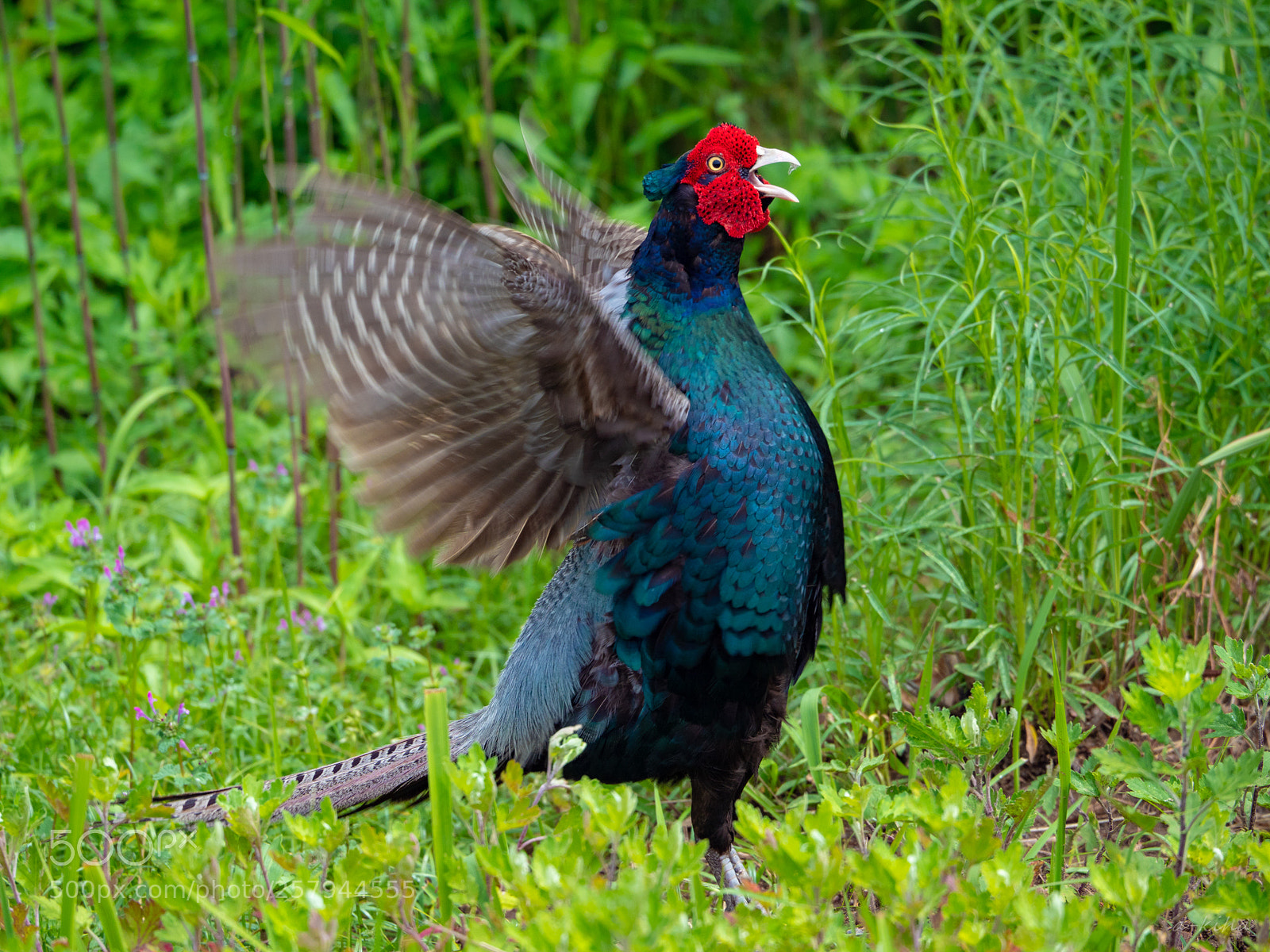 Olympus OM-D E-M1 Mark II sample photo. Pheasant photography