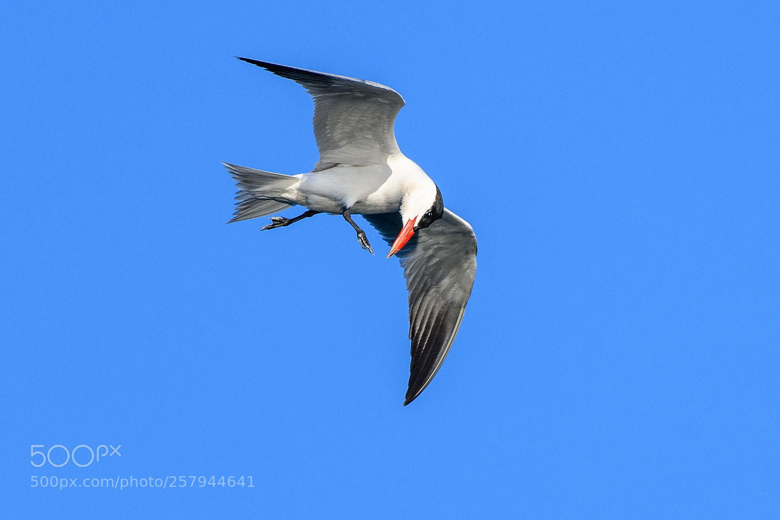 Nikon D850 sample photo. Caspian tern photography
