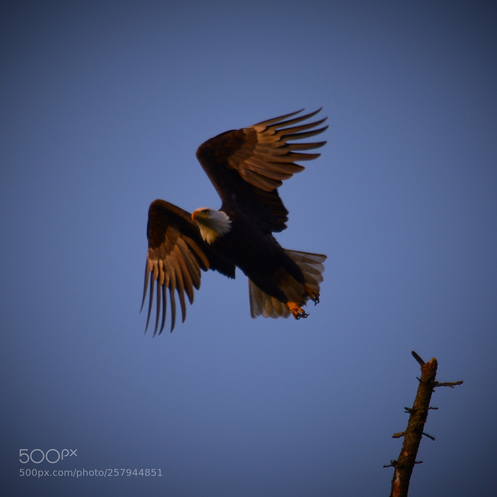 Nikon D5200 sample photo. Take flight photography