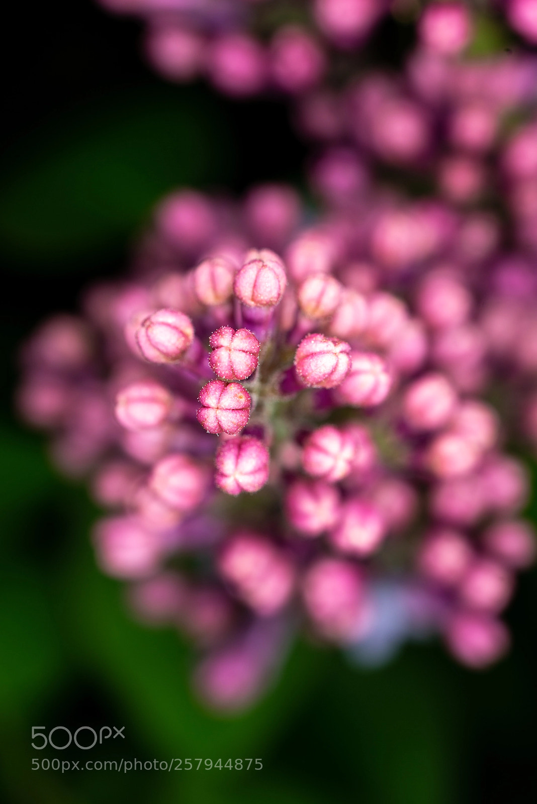 Nikon D800 sample photo. Pink buds photography