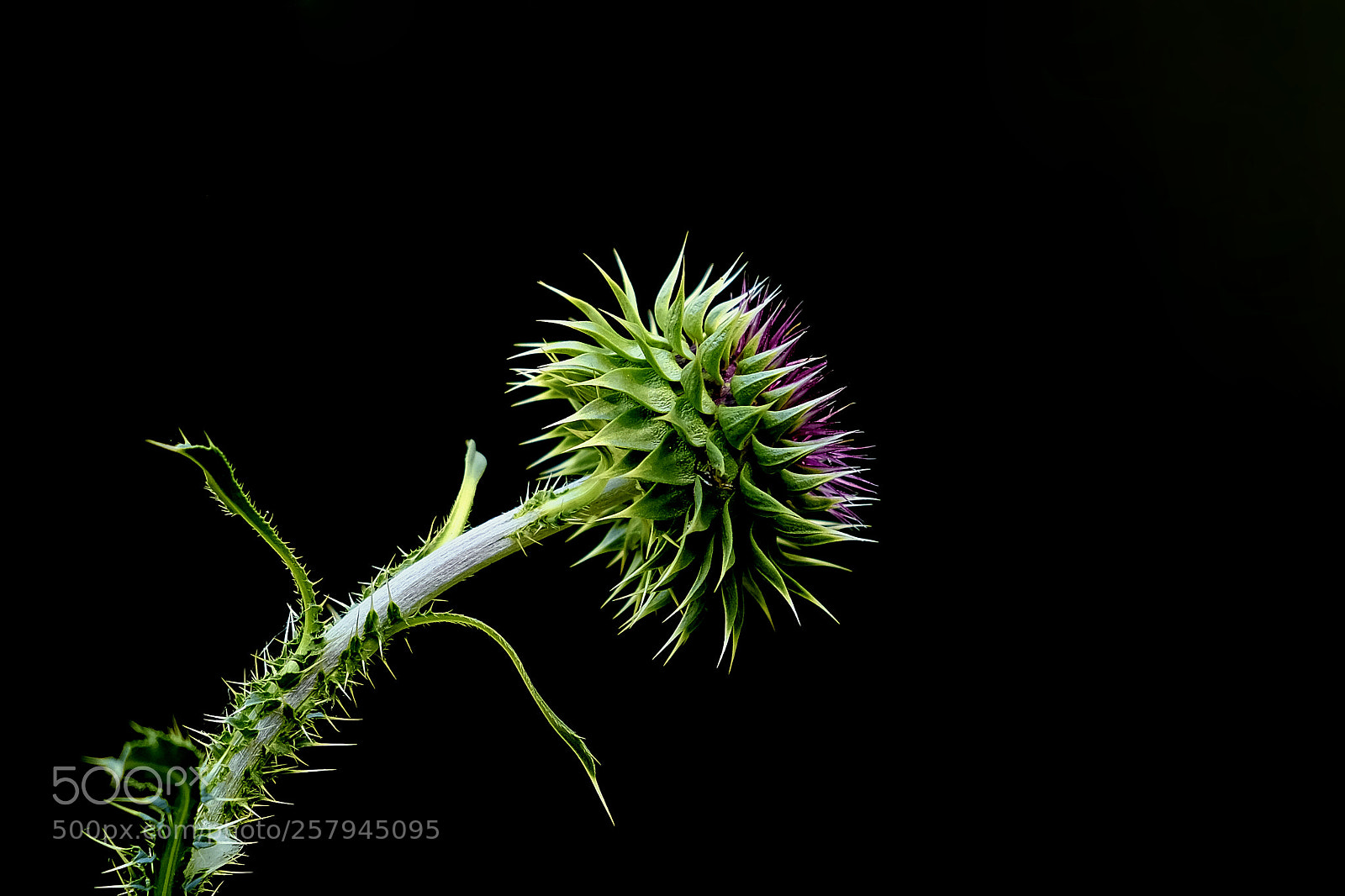 Fujifilm X-Pro2 sample photo. Cotton thistle photography