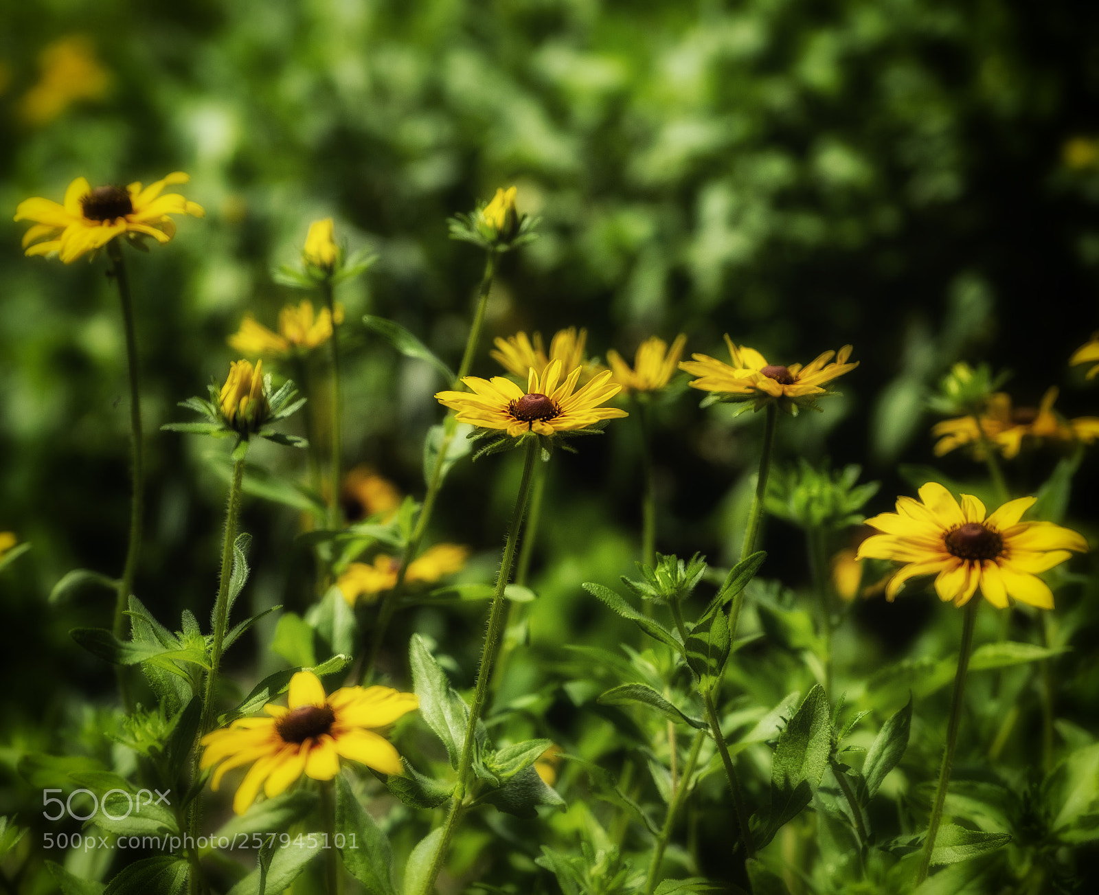 Fujifilm X-T1 sample photo. Dreaming of flowers photography