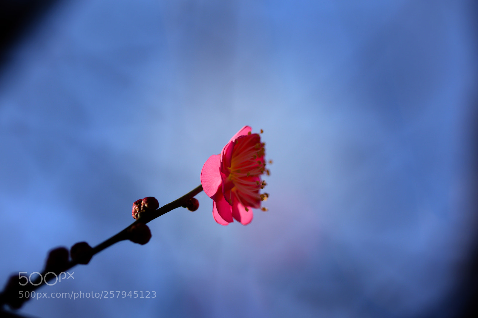 Nikon D7200 sample photo. Flower photography