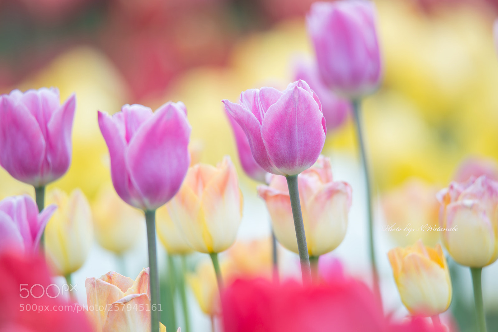 Nikon D800 sample photo. **tulip** photography