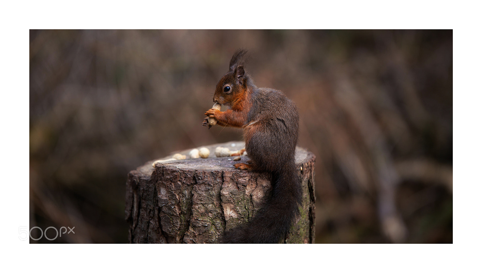 Canon EOS 6D sample photo. Nut time photography