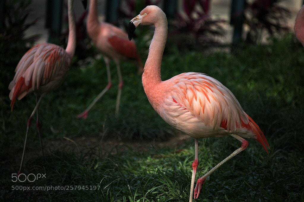 Canon EOS 5D Mark II sample photo. Untitled photography