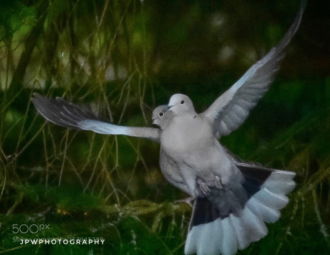 Nikon D7200 sample photo. Collard doves photography
