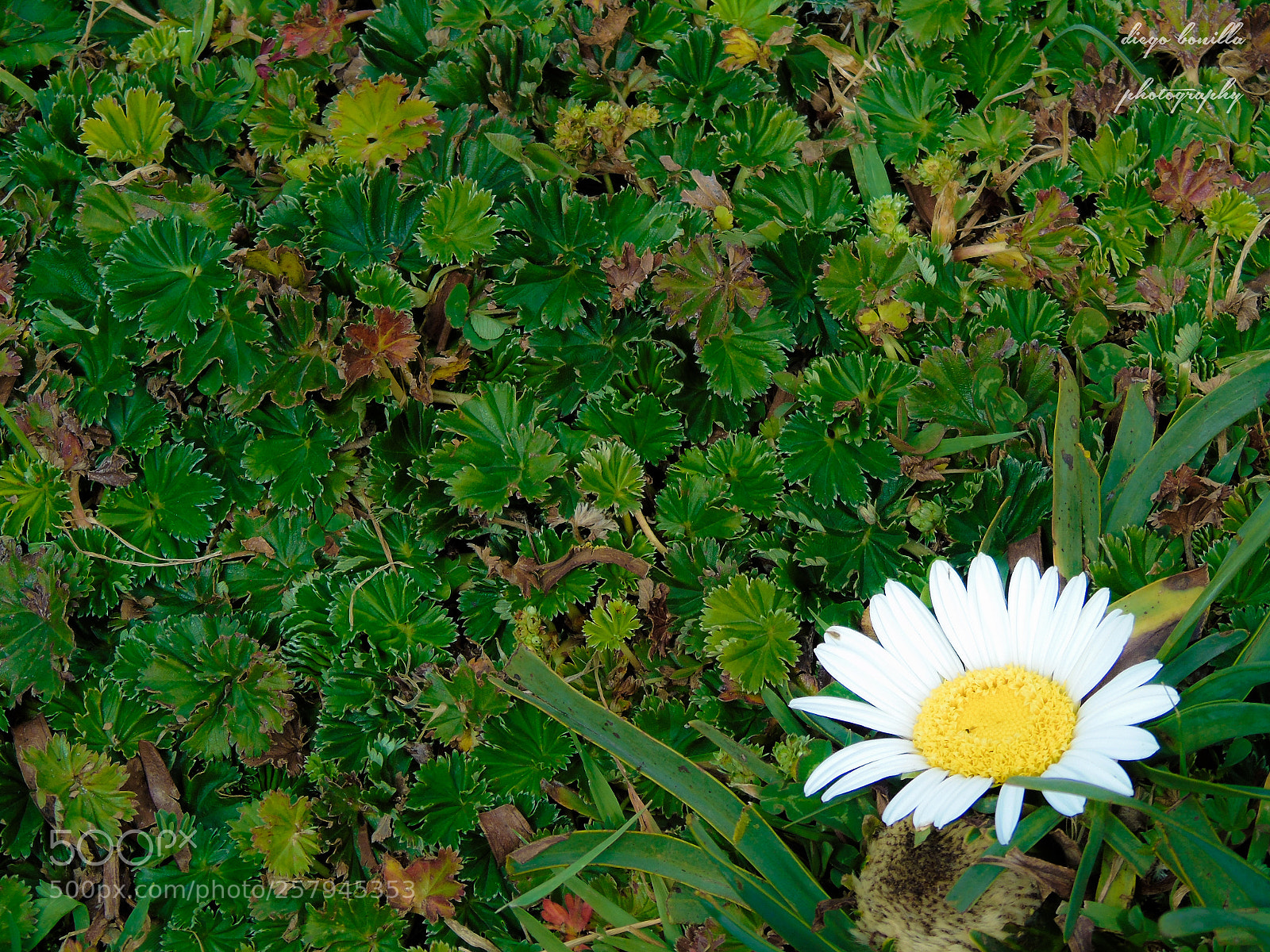 Sony Cyber-shot DSC-H400 sample photo. Flower photography