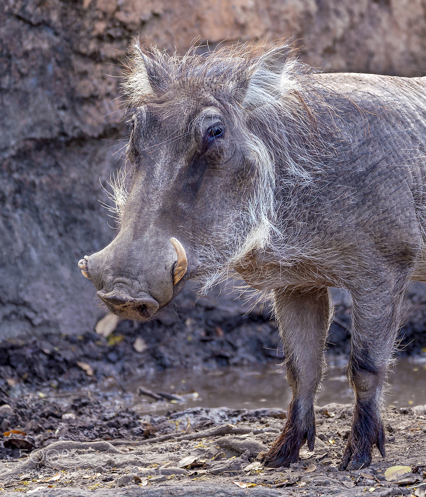 Sony a7R III sample photo. Common warthog close up photography