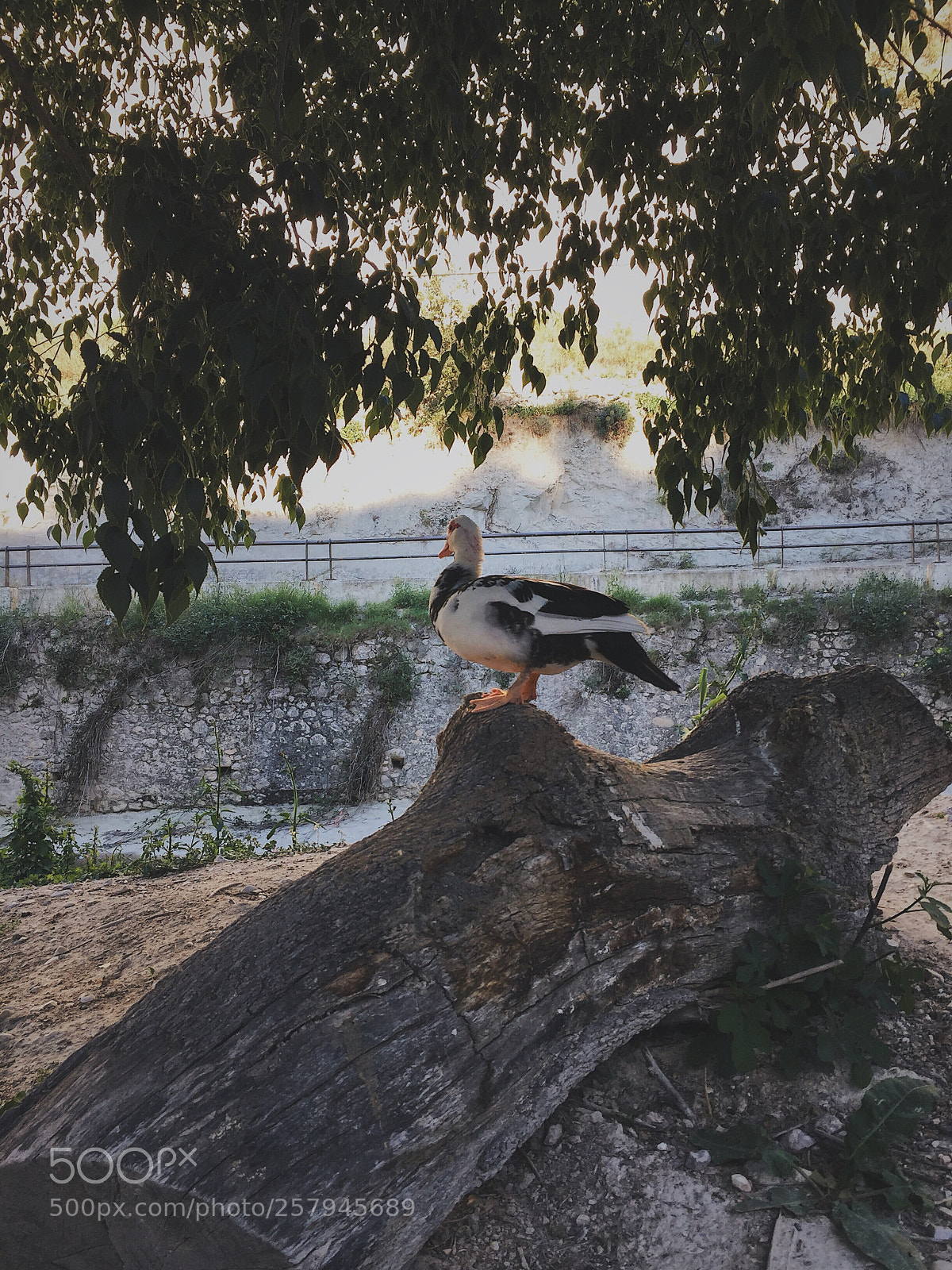 Apple iPhone 6 sample photo. D u c k  photography