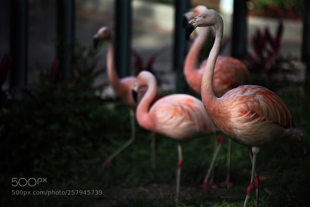 Canon EOS 5D Mark II sample photo. Untitled photography
