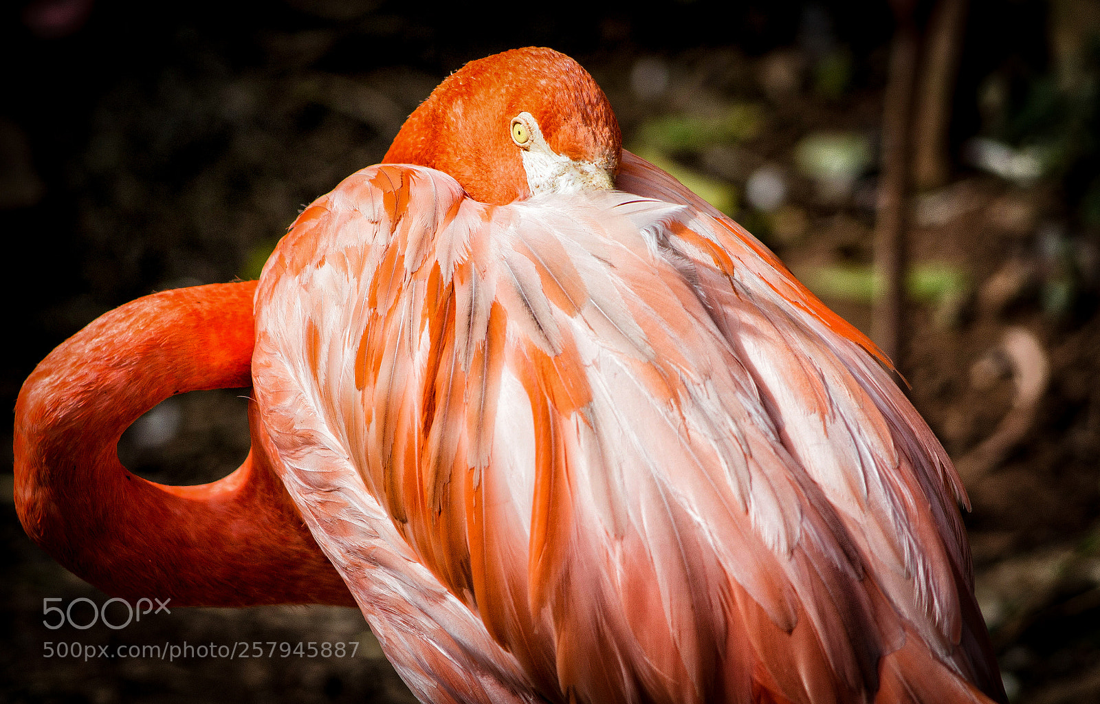 Canon EOS 650D (EOS Rebel T4i / EOS Kiss X6i) sample photo. Flamingo photography