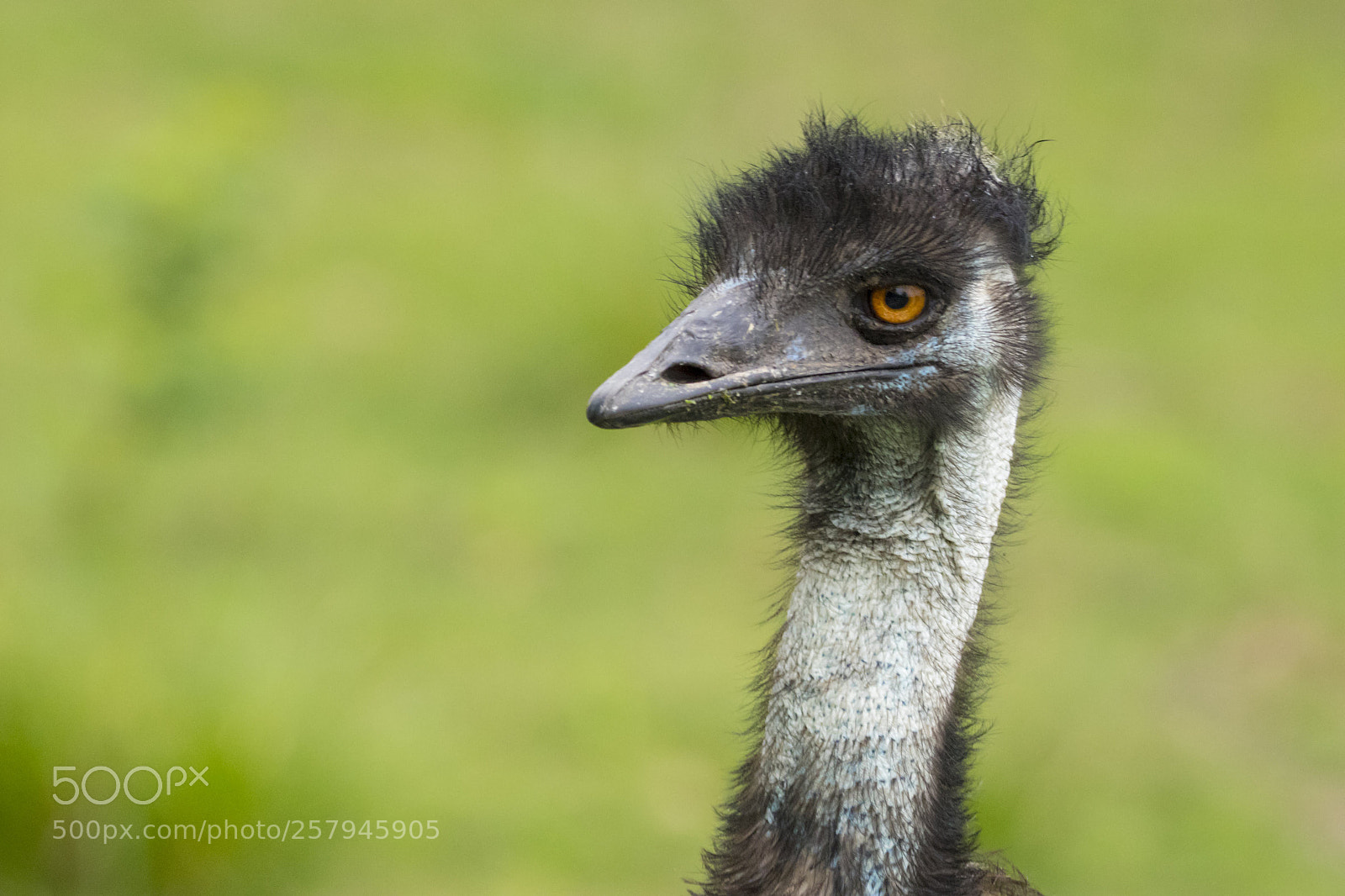 Canon EOS 80D sample photo. Ostrich... photography