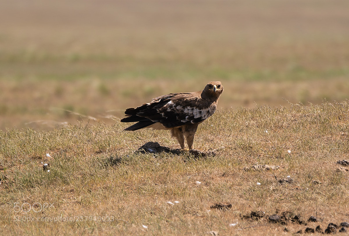 Sony a99 II sample photo. 00333_0.jpg photography
