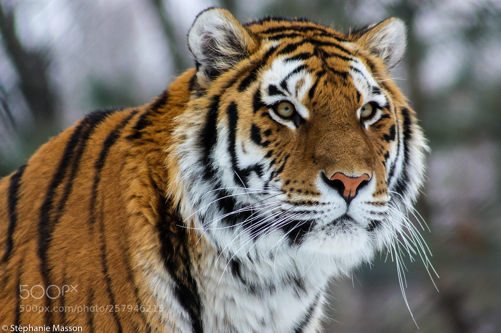 Canon EOS 450D (EOS Rebel XSi / EOS Kiss X2) sample photo. Siberian tiger photography