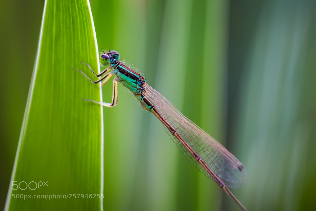 Canon EOS 70D sample photo. Green photography