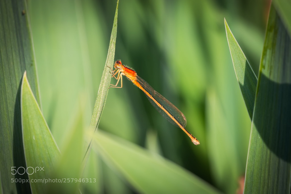Canon EOS 70D sample photo. Red photography