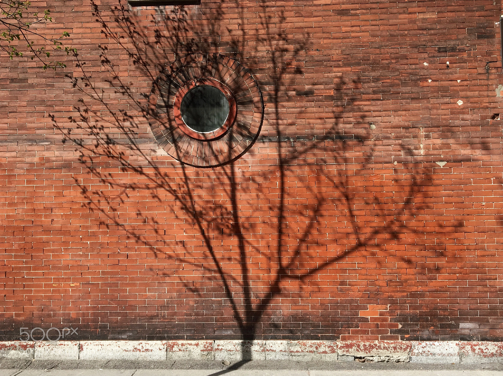 Apple iPhone 6s sample photo. This tree is not photography