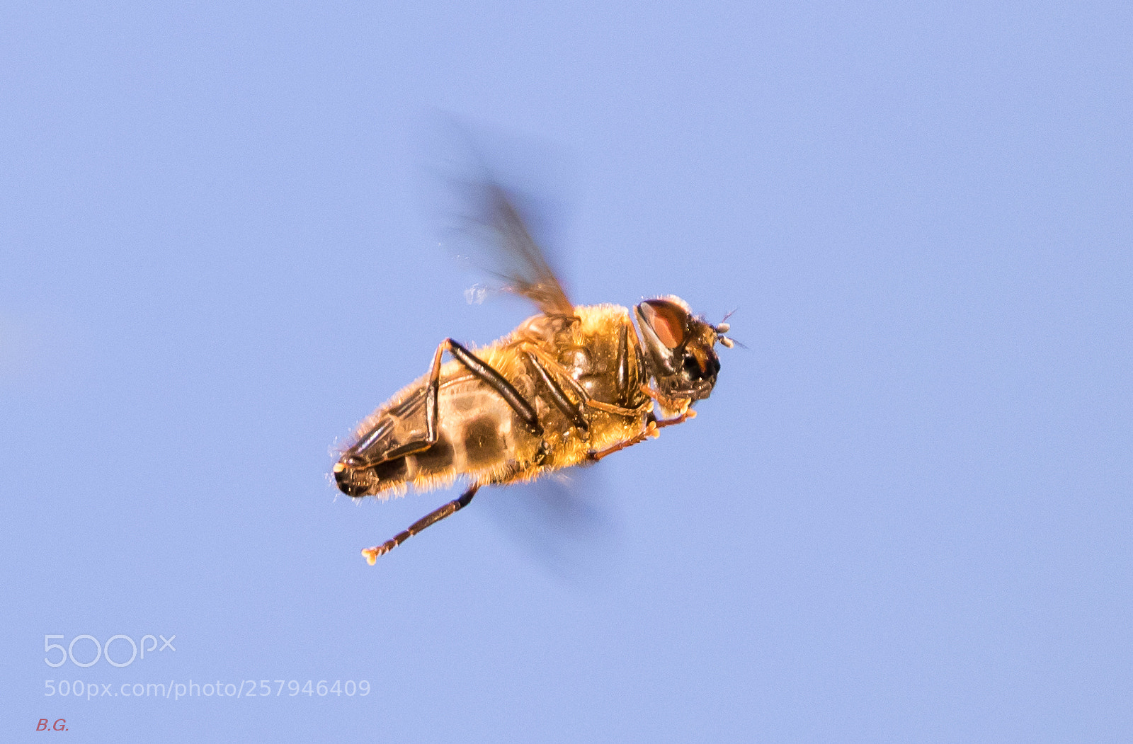 Canon EOS 80D sample photo. Zweefvlieg photography