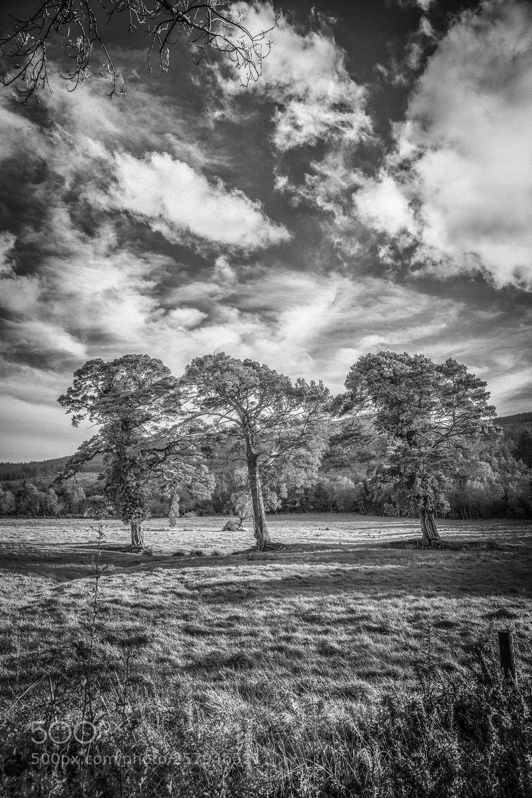 Canon EOS 5DS R sample photo. Tnree trees b and photography