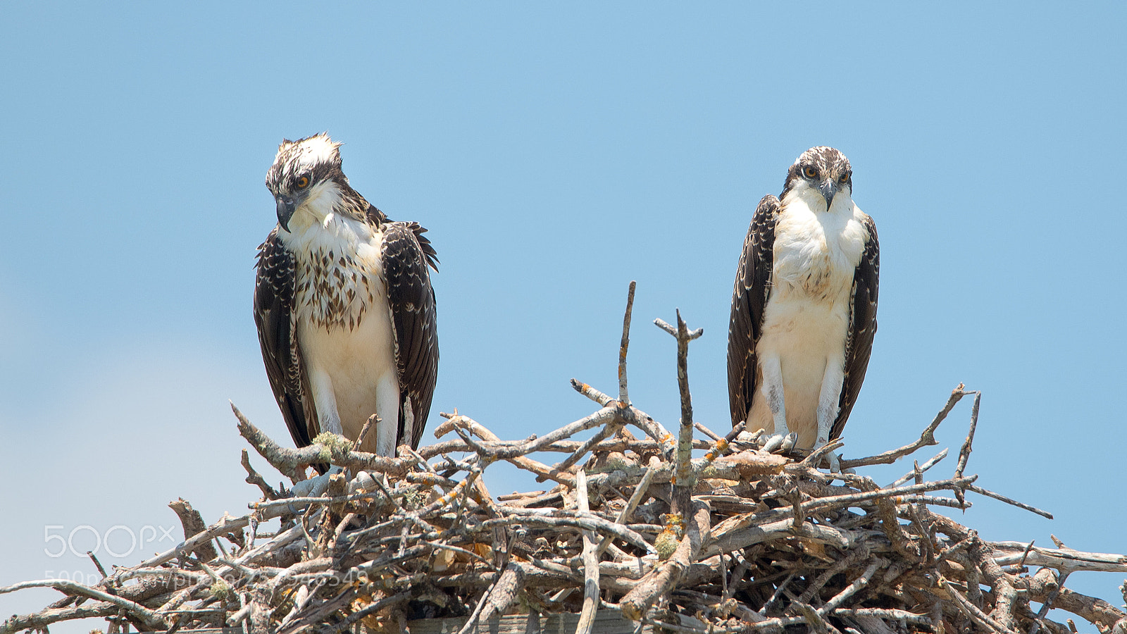 Nikon D750 sample photo. Osprey couple photography