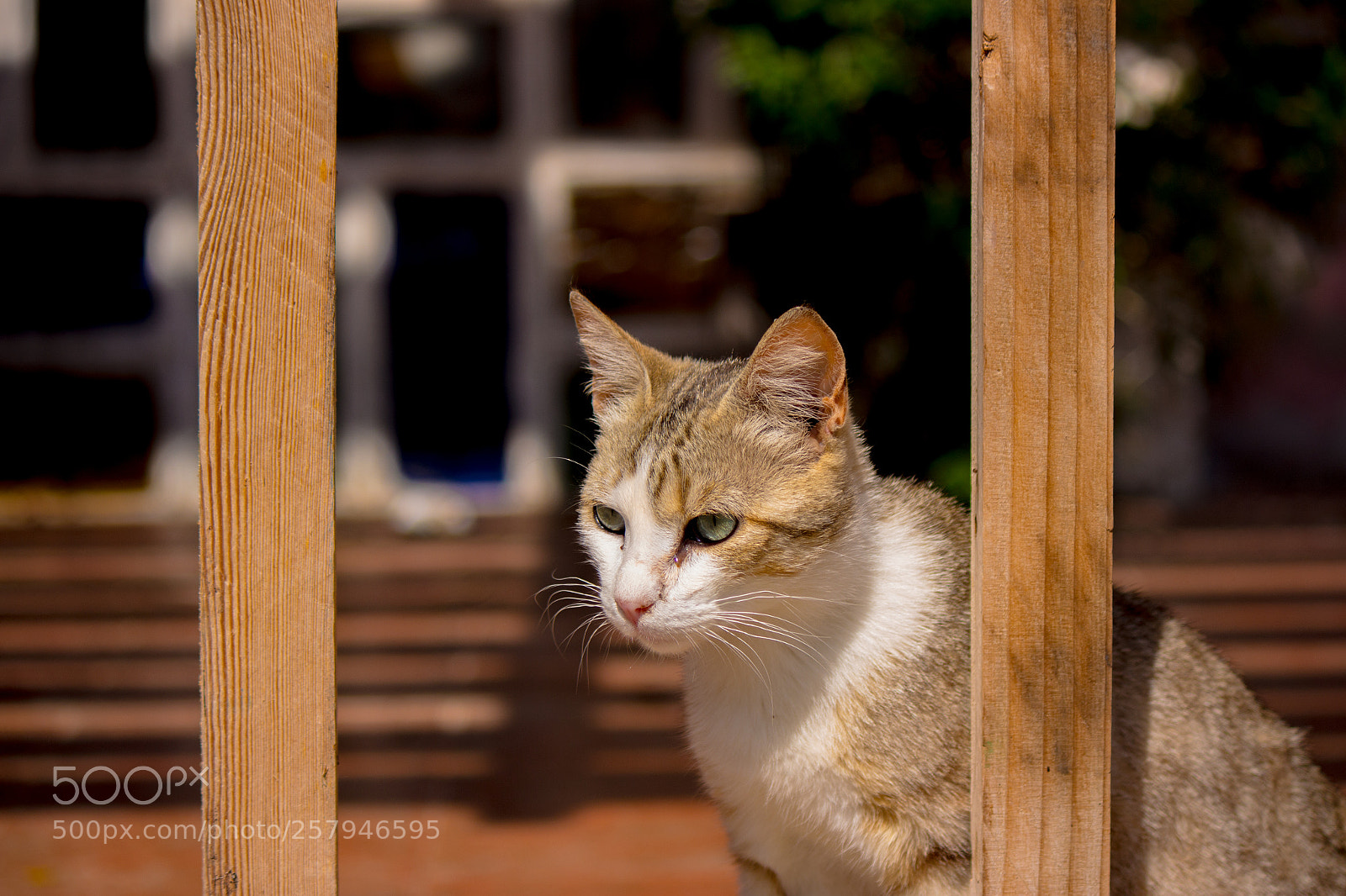 Canon EOS 700D (EOS Rebel T5i / EOS Kiss X7i) sample photo. Street cat ii photography