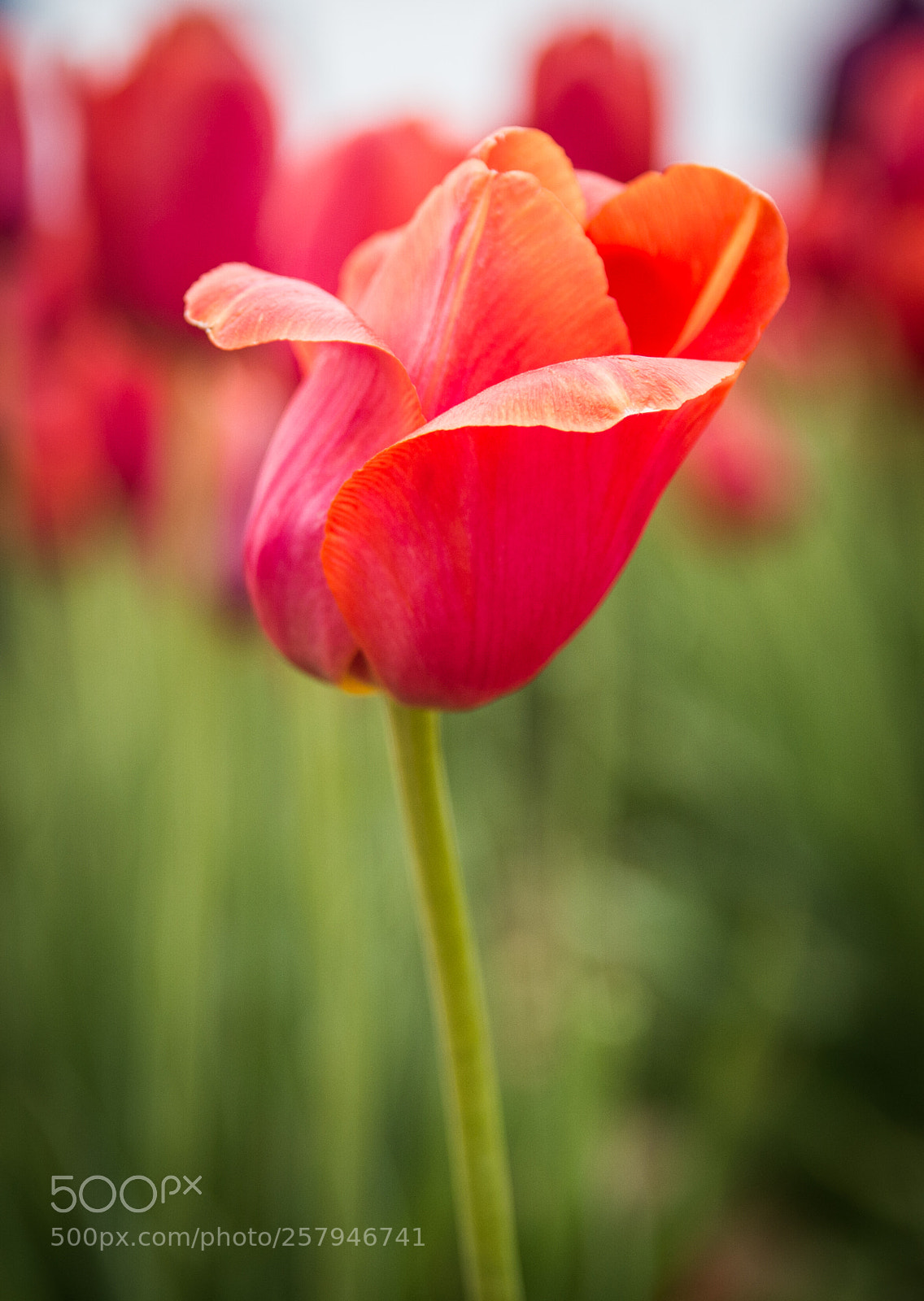 Canon EOS 70D sample photo. Tulip photography