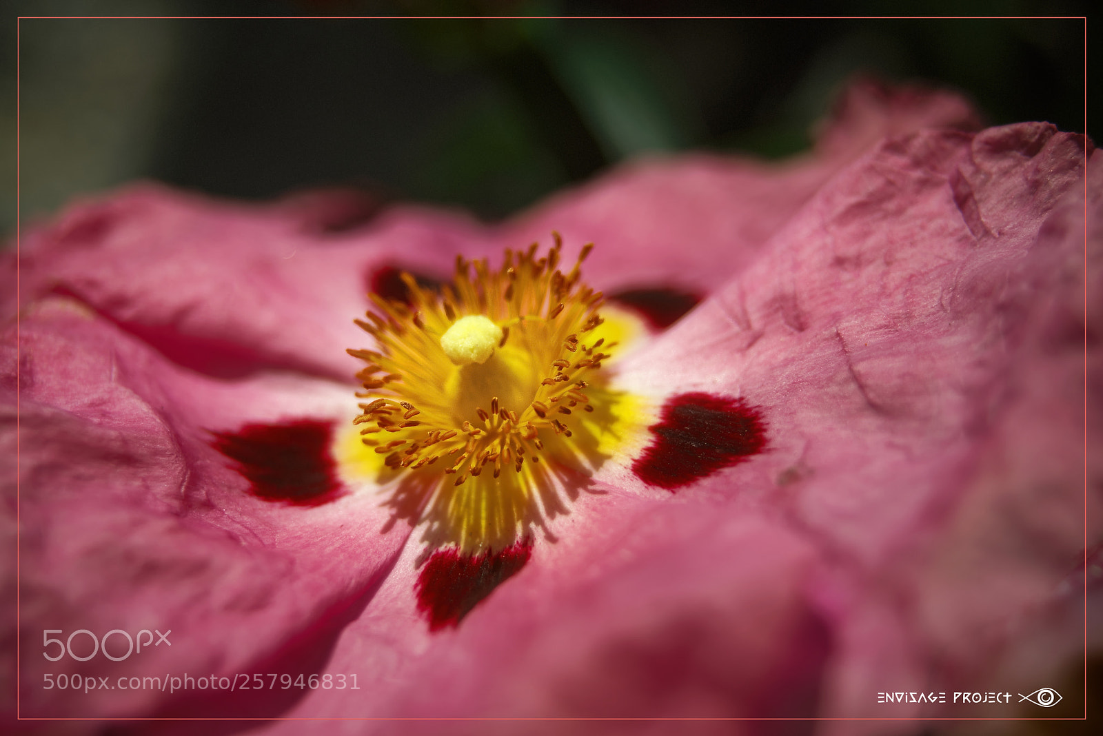 Sony a7R sample photo. Pink parchment flower photography