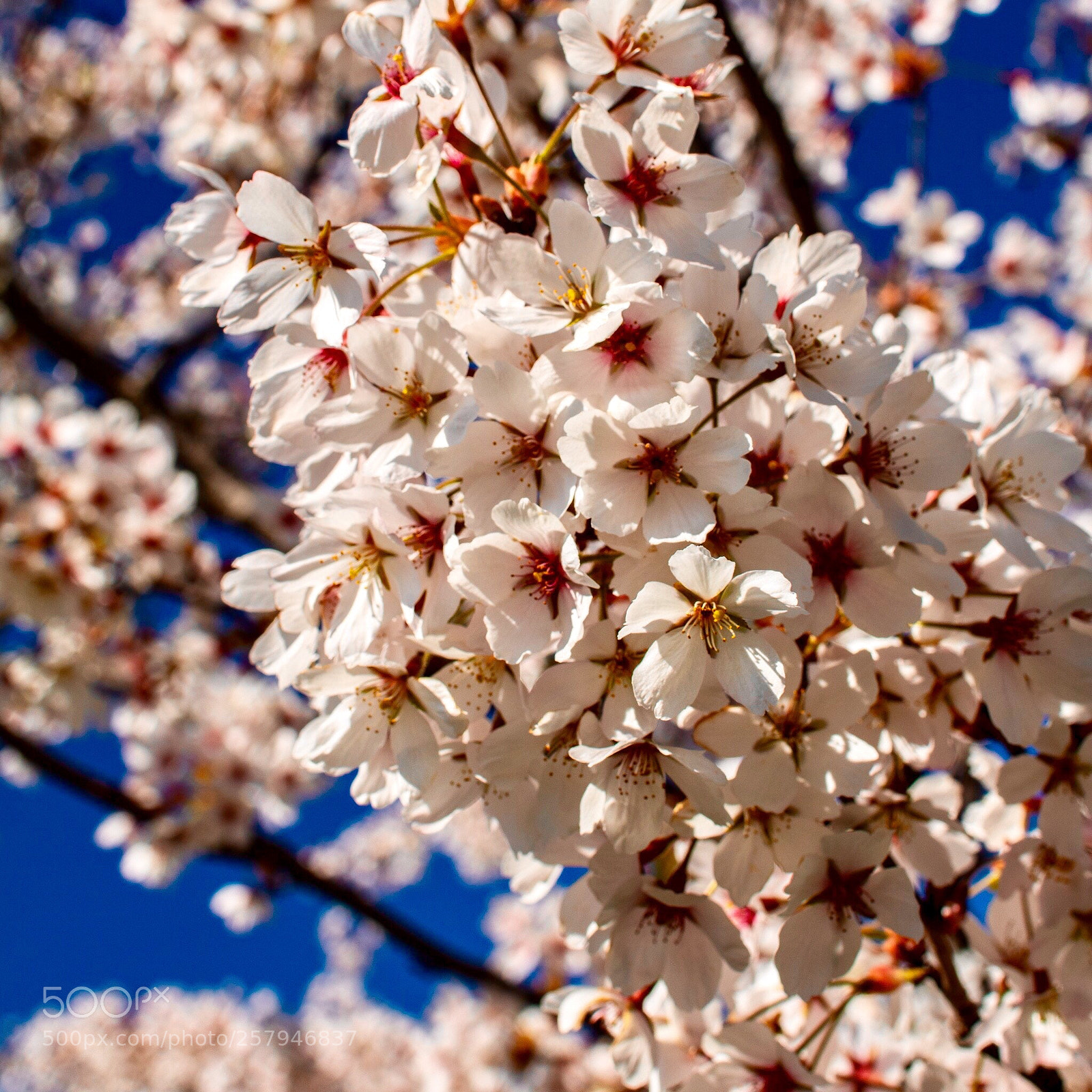 Canon EOS 750D (EOS Rebel T6i / EOS Kiss X8i) sample photo. Cherry blossoms  photography