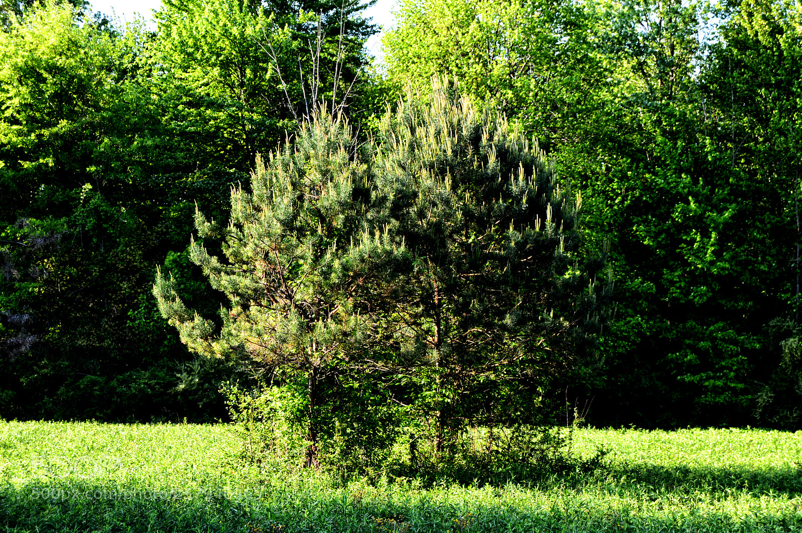Nikon D3200 sample photo. Two pinetrees photography