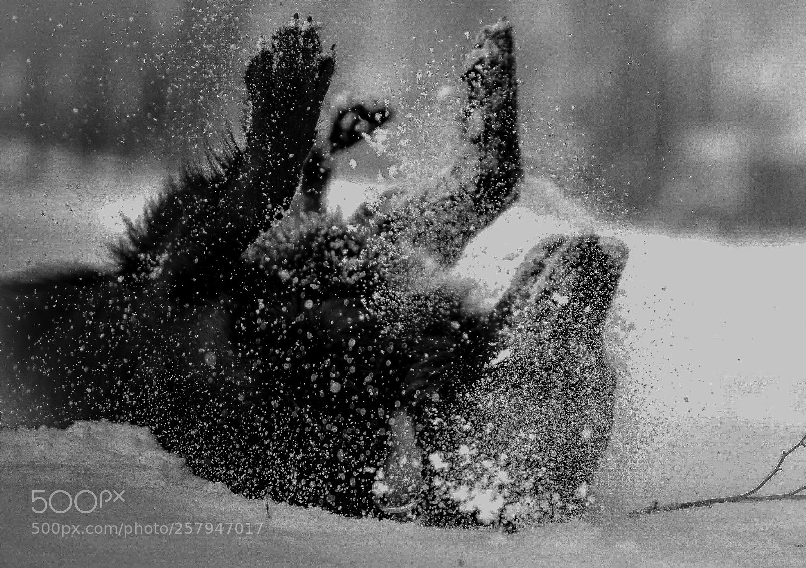 Nikon D750 sample photo. Snow walk - worlds photography