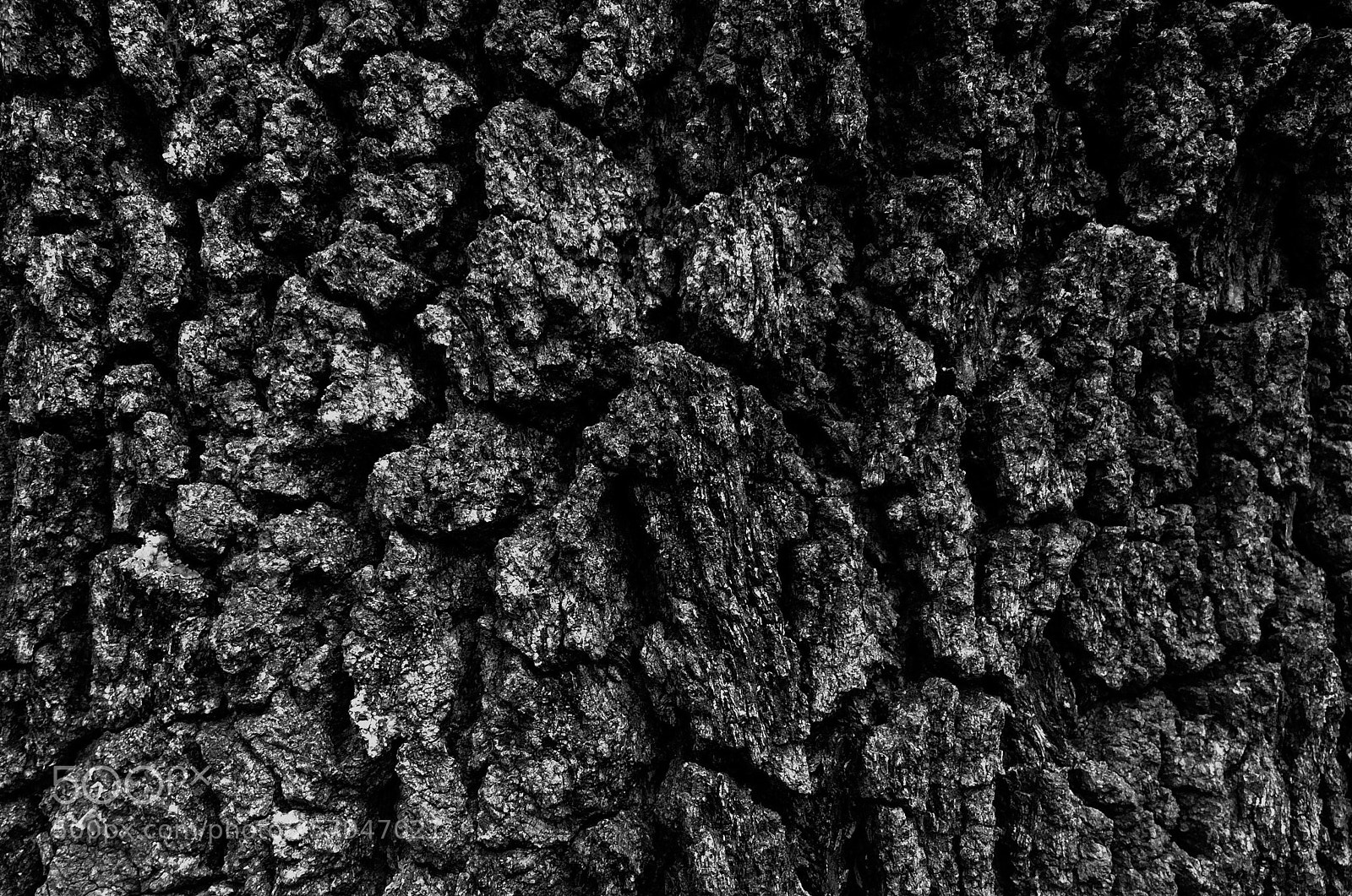 Apple iPhone 5s sample photo. B&w tree 2 photography