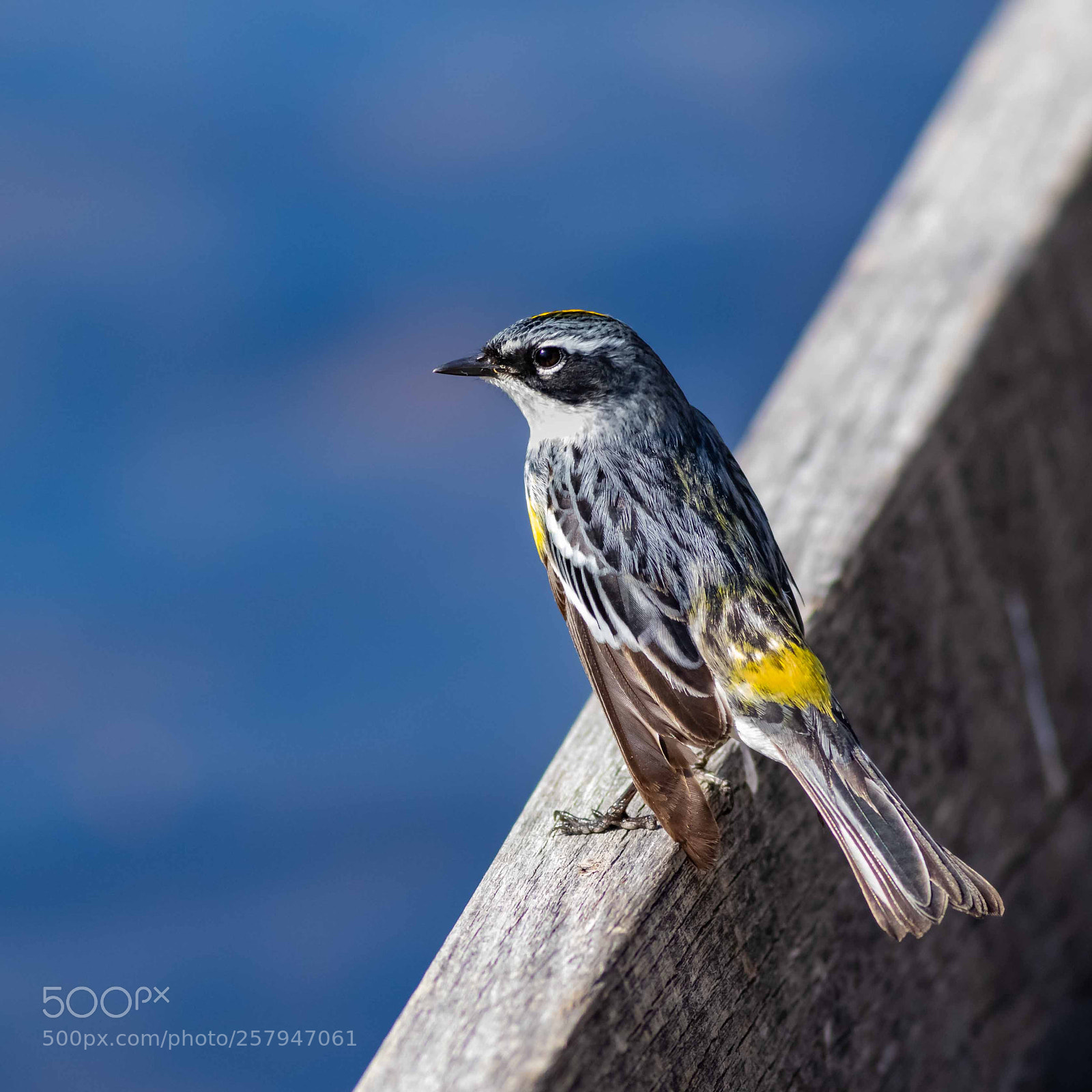 Canon EOS 7D Mark II sample photo. Yellow-rumped (myrtle) warbler photography