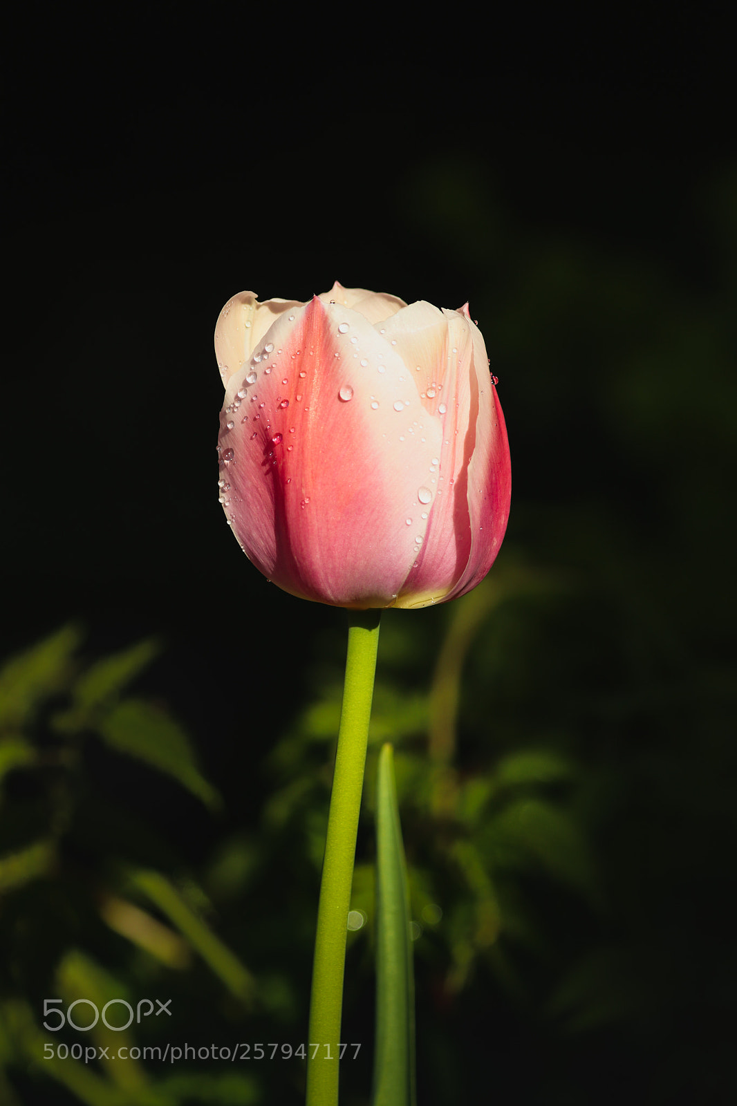 Canon EOS 800D (EOS Rebel T7i / EOS Kiss X9i) sample photo. Pink tulip after rain photography