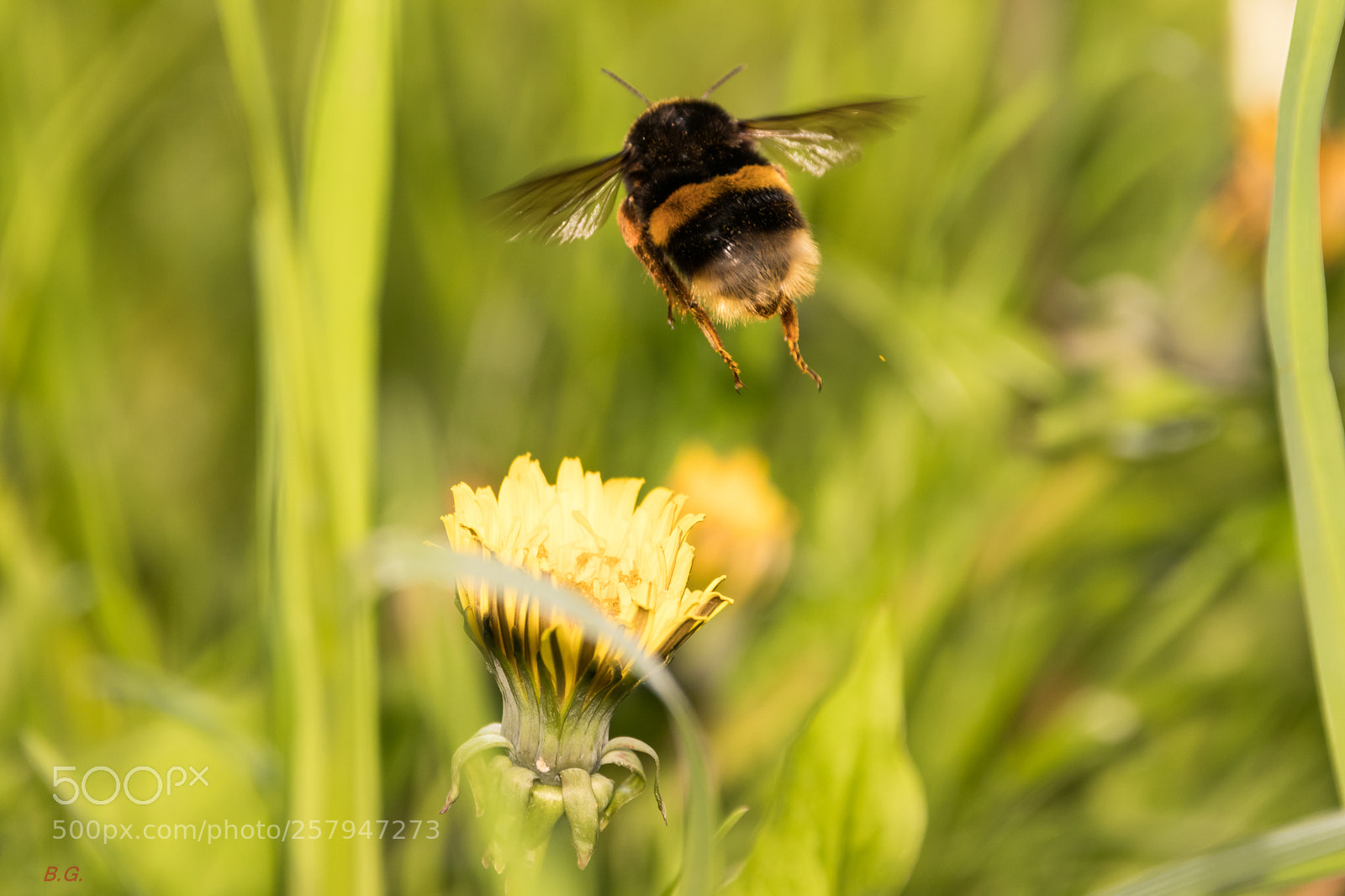 Canon EOS 80D sample photo. Bee photography