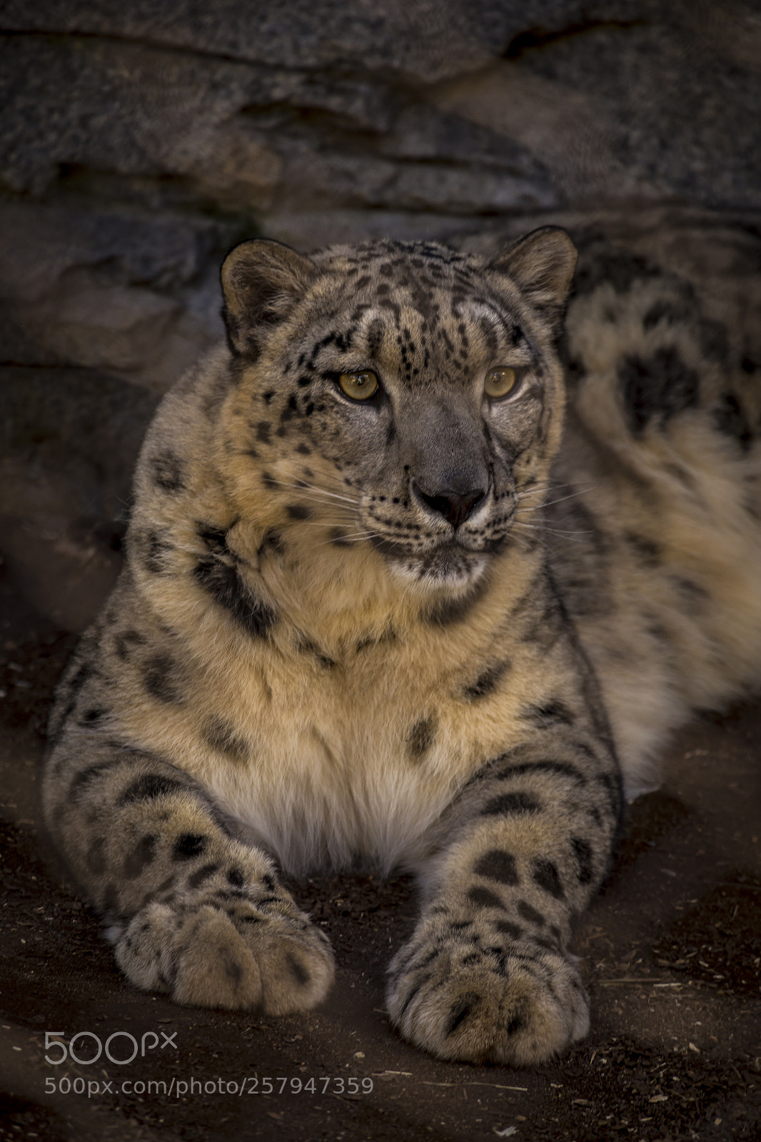 Canon EOS 6D sample photo. Snow leopard photography