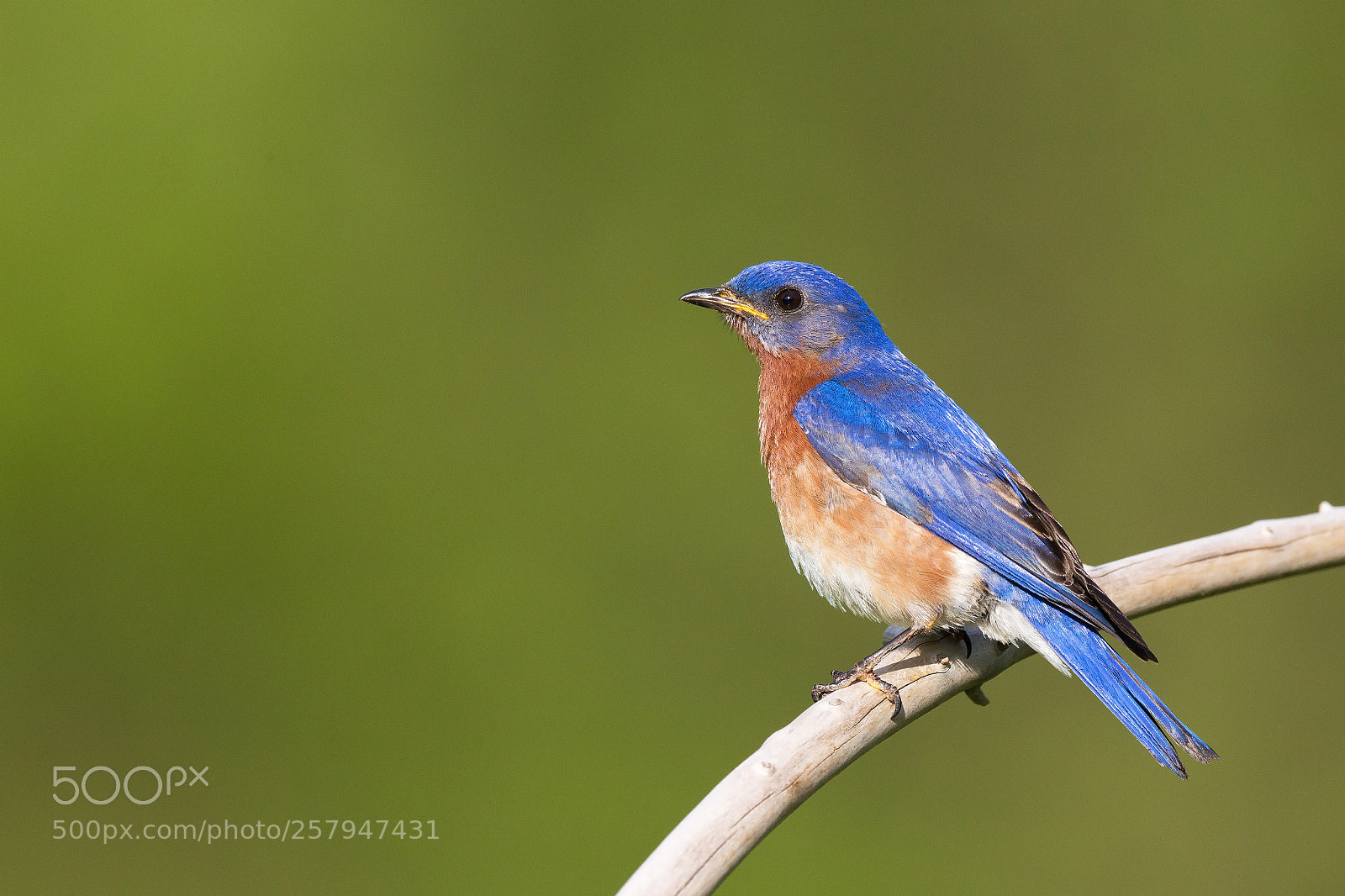 Canon EOS-1D Mark IV sample photo. Merlebleu de l'est eastern photography